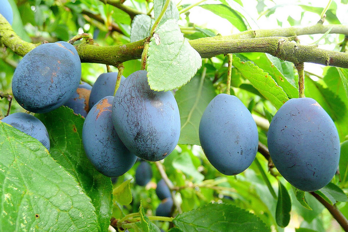 Italian Prune Plums Information and Facts