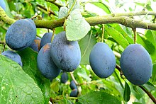 Frutos ovalados, azul oscuro con tendencia a violeta, en un árbol