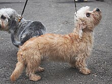 A pepper coloured Dandie (left), and a Mustard Dandie (right) Dandie Dinmont terrier suka musztardowa 2009 pl.jpg