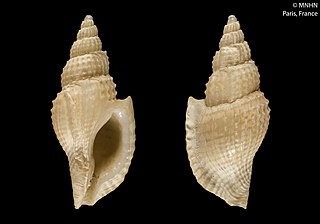 <i>Daphnellopsis hypselos</i> Species of gastropod