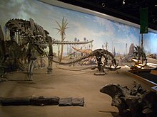 Some of the displays inside the Royal Tyrrell Museum Day266ctyrelli.JPG