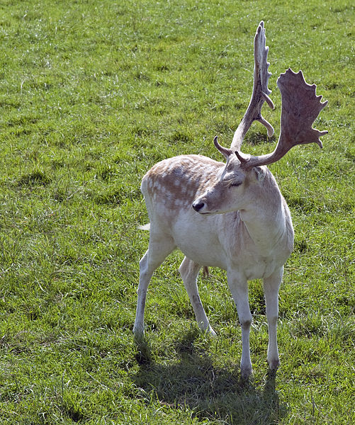 File:Deer (6219700070).jpg