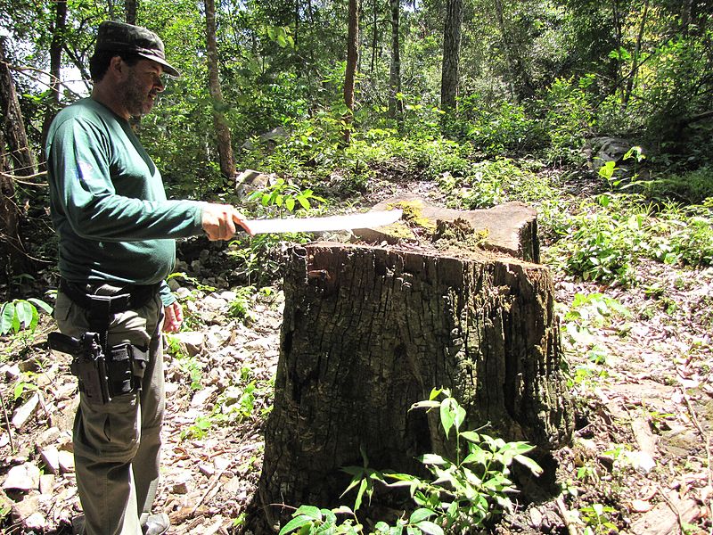 File:Degradação Florestal Amazônia 25.jpg