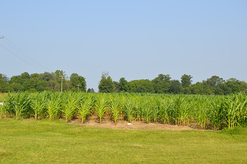 File:Delaware Township cornfield.jpg