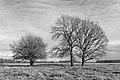 * Nomination Delleboersterheide, nature reserve of the It Fryske Gea. Group of oaks Quercus. --Famberhorst 08:06, 17 March 2020 (UTC) * Promotion  Support Good quality. --Ermell 08:49, 17 March 2020 (UTC)