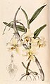 Dendrobium heterocarpum (as syn. Dendrobium rhombeum) plate 17 in: Edwards's Bot. Register (Orchidaceae), vol. 29, (1843)