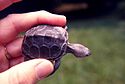 Diamondback turtle baby.jpg