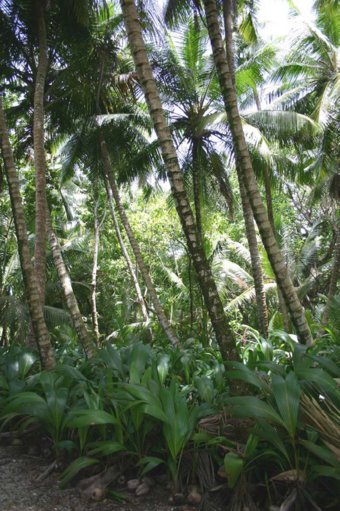 A thick forest of coconuts on Diego Garcia