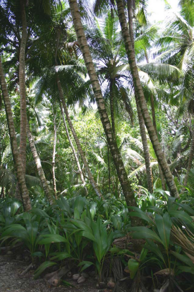 File:Diego Garcia Cocos Forest.png