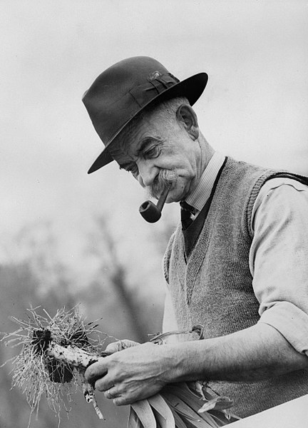 File:Dig For Victory- Life on a Wartime Allotment, Acton, Middlesex, England, 1940 D485.jpg