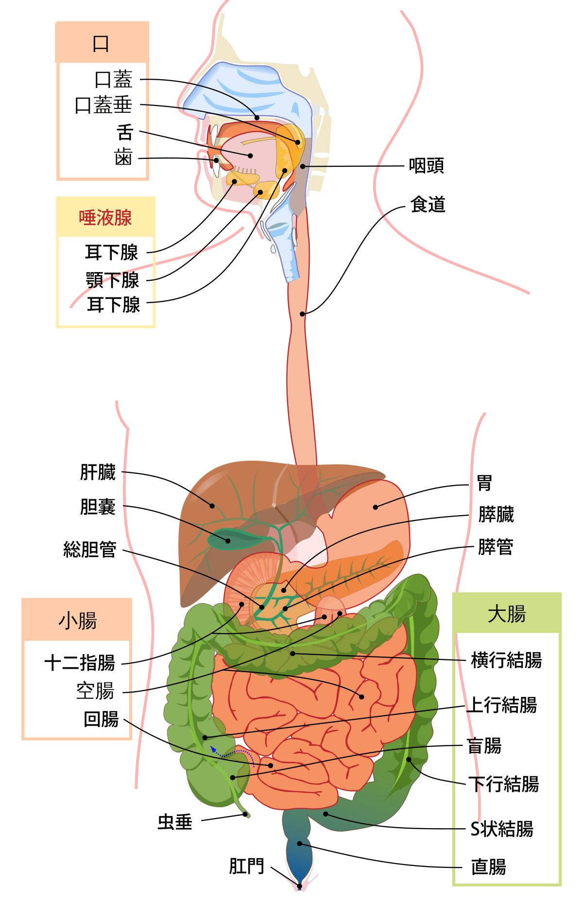 Digestive system diagram ja.svg