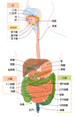 消化器のサムネイル