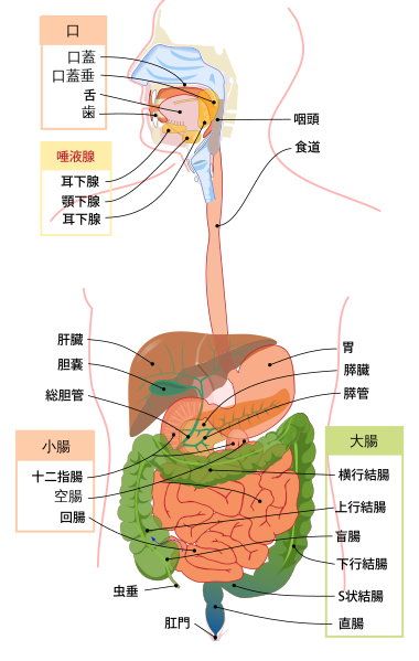 File:Digestive system diagram ja.svg