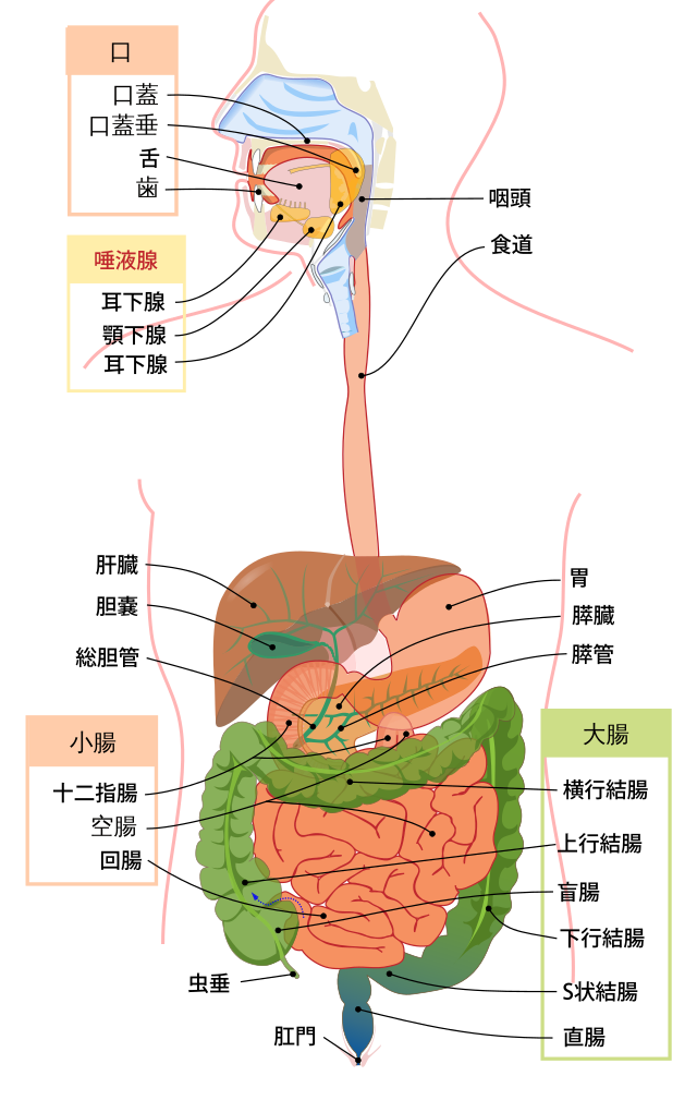 消化器外科手術のための解剖学 : 小腸・大腸,肛門部疾患,肝臓・胆嚢 