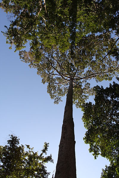 Файл:Dipterocarpus alatus.jpg