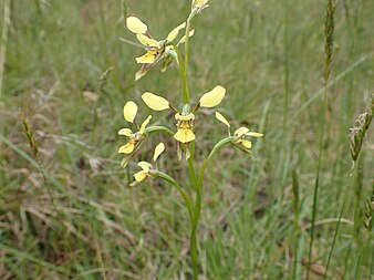 Diuris abbreviata habit Diuris abbreviata habit.jpg