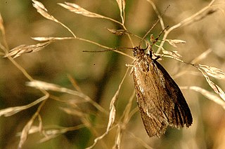 Chimabachinae Subfamily of moths