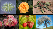 Миниатюра для Афаил:Diversity of plants image version q.png