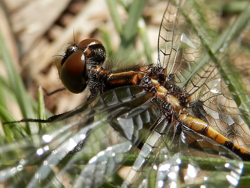 File:Dot-tailed Whiteface (Leucorrhinia intacta) - Big Creek National Wildlife Area 2013-06-02.jpg