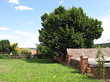 Čeština: Památná lípa v Drahoňově Újezdě. Okres Rokycany, Česká republika. English: Memmorial linden tree (Tilia sp.) in Drahoňův Újezd, Rokycany District, Czech Republic.