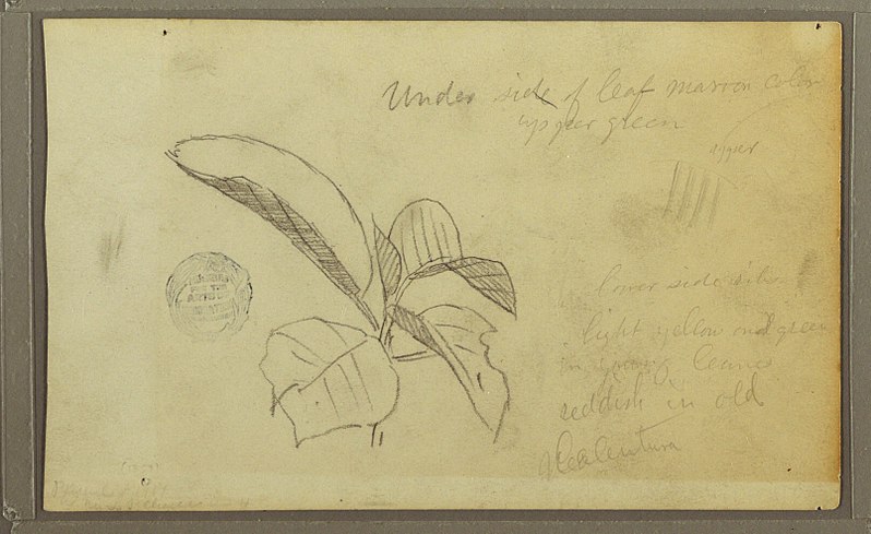 File:Drawing, Leaves, 1857 (CH 18195943).jpg