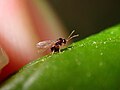 Druon quercuslanigerum sexual female ovipositing into a leaf mid-rib