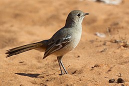 Кракор південний (Drymodes brunneopygia)