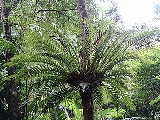 <i>Aglaomorpha coronans</i> Species of plant