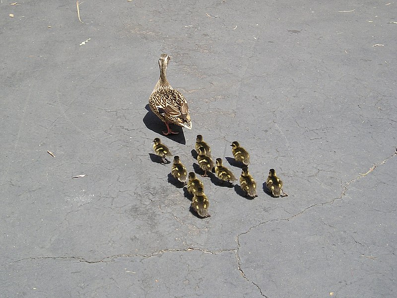 File:DuckFamily01 - Flickr - Adam Arthur.jpg