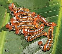 September 15: larvae of the moth Dunama indereci