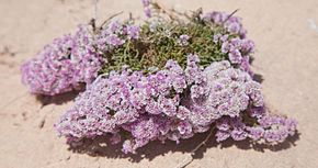 Описание изображения Дунас де Корралехо, Limonium papillatum.jpg.