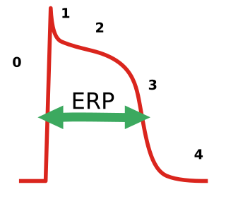 <span class="mw-page-title-main">Effective refractory period</span>