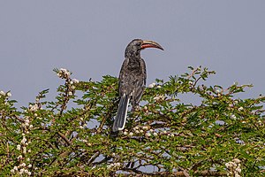 ET Amhara asv2018-02 img015 Wunenia.jpg