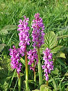 Early Purple Orchids - geograph.org.uk - 1536627.jpg