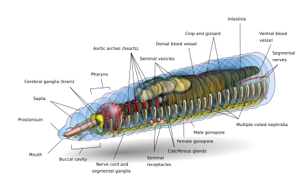 Earthworm head Earthworm head.svg