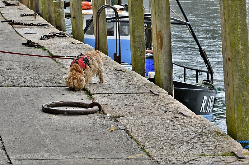 File:East Looe, Buller Quay, Dog on a very long lead from inside the craft shop - geograph.org.uk - 6201287.jpg