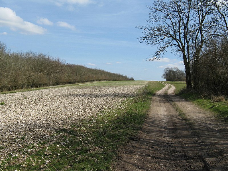 File:Eastbound on the South Downs Way - geograph.org.uk - 1803273.jpg