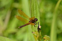 The Eastern amberwing dragonfly (Perithemis tenera) Eastern Amberwing (Perithemis tenera) (14645430874).jpg