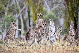 Eastern Grey Kangaroo