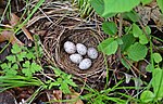 Thumbnail for File:Eastern Towhee Nest (34737304181).jpg