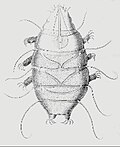 Vignette pour Arthrotardigrada