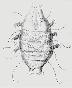 Echiniscus sp.