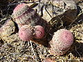 Echinocereus pectinatus