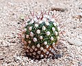 * Nomination Echinofossulocactus zacatecasensis . --Ermell 07:27, 2 January 2021 (UTC) * Promotion Good quality --Michielverbeek 07:32, 2 January 2021 (UTC)