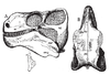 Illustration of the skull of Edaphosaurus in lateral and dorsal view from the book "Water Reptiles of the Past and Present" by Samuel Wendell Williston.