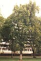 English: The Meadows, Edinburgh; Specimen Tree 3- Habit