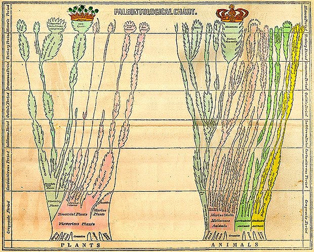 Edward Hitchcock's fold-out paleontological chart in his 1840 Elementary Geology, showing the Palms as the crown of the plant tree of life, alongside Man as the crown of the animal tree of life.