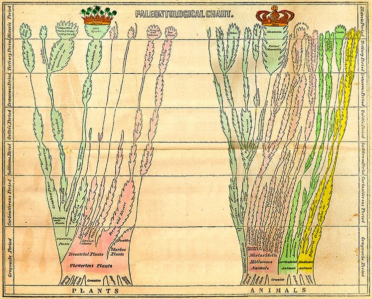 File:Edward Hitchcock Paleontological Chart.jpg