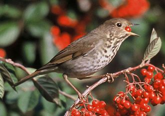 Hermit thrush (Catharus guttatus), like many Muscicapoidea a stout and cryptic bird with complex vocalizations. Einsiedlerdrossel.jpg