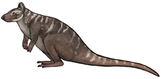 <i>Ekaltadeta</i> Extinct genus of marsupials